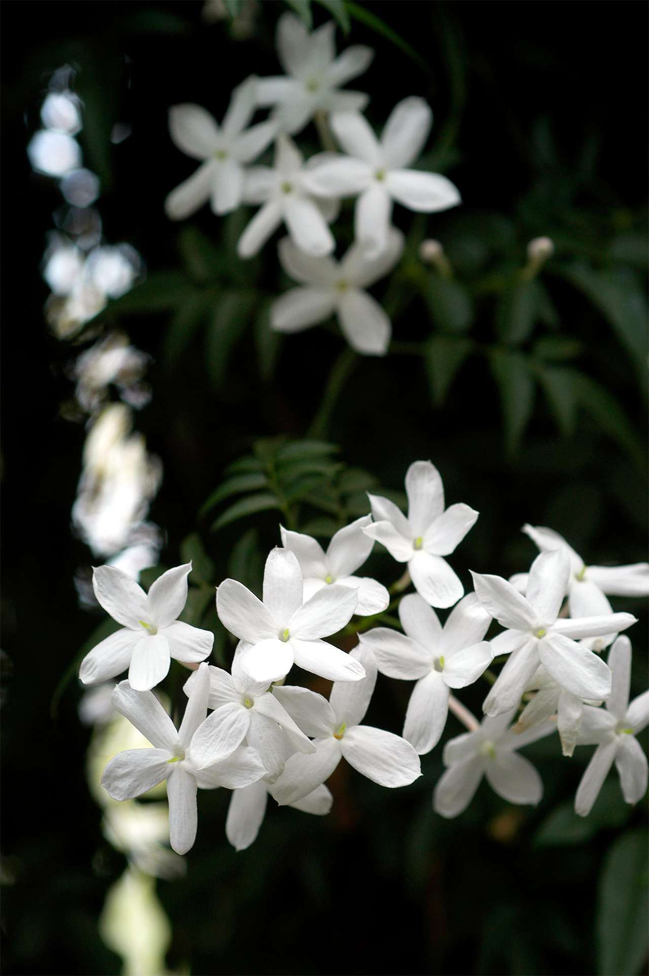 Flower jasmine Jasmine Flower: