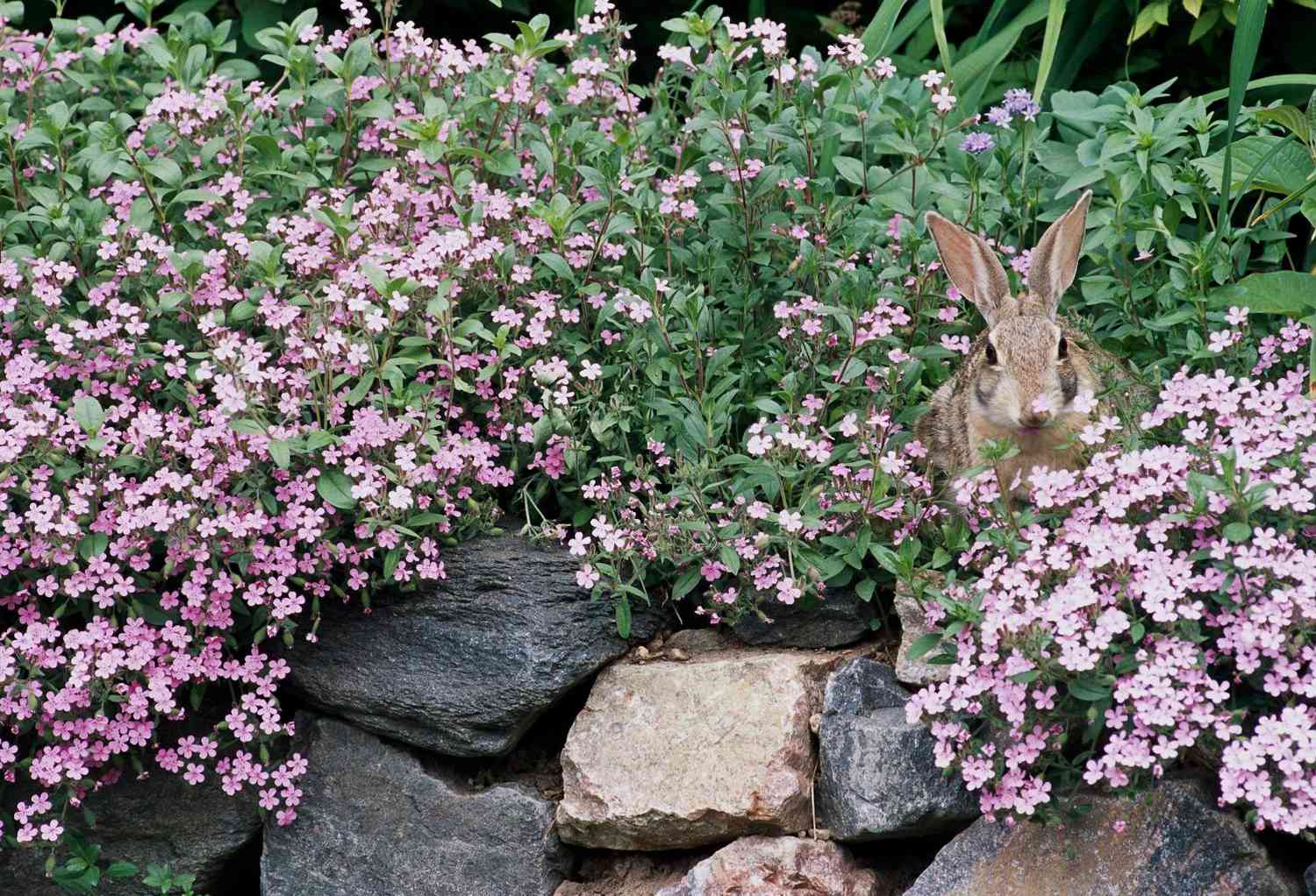 Baštenske biljke otporne na zečeve