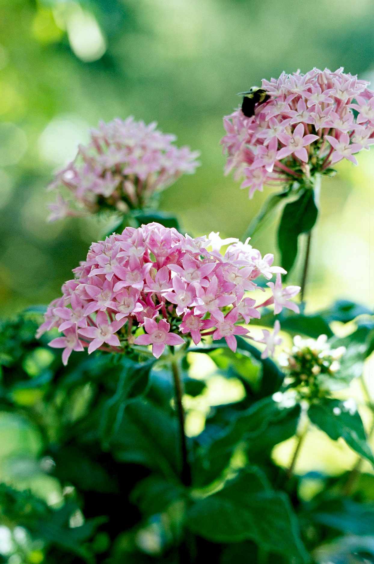 Easy Plants to Grow Outside   Better Homes & Gardens