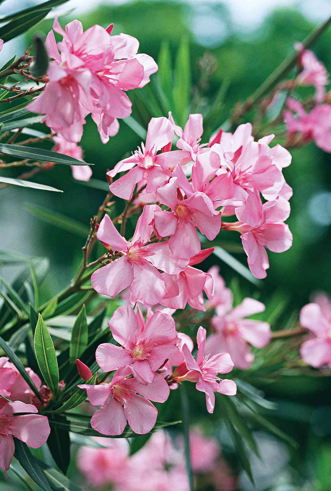 Oleander   Better Homes & Gardens
