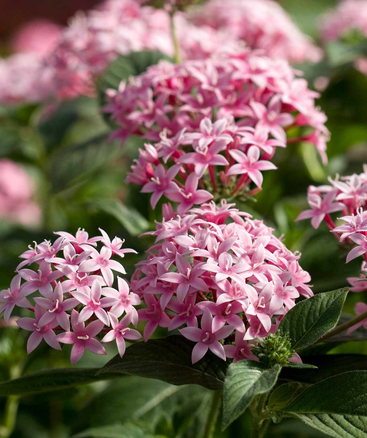The Best 20 Heat Tolerant Plants for Decks and Patios   Better ...
