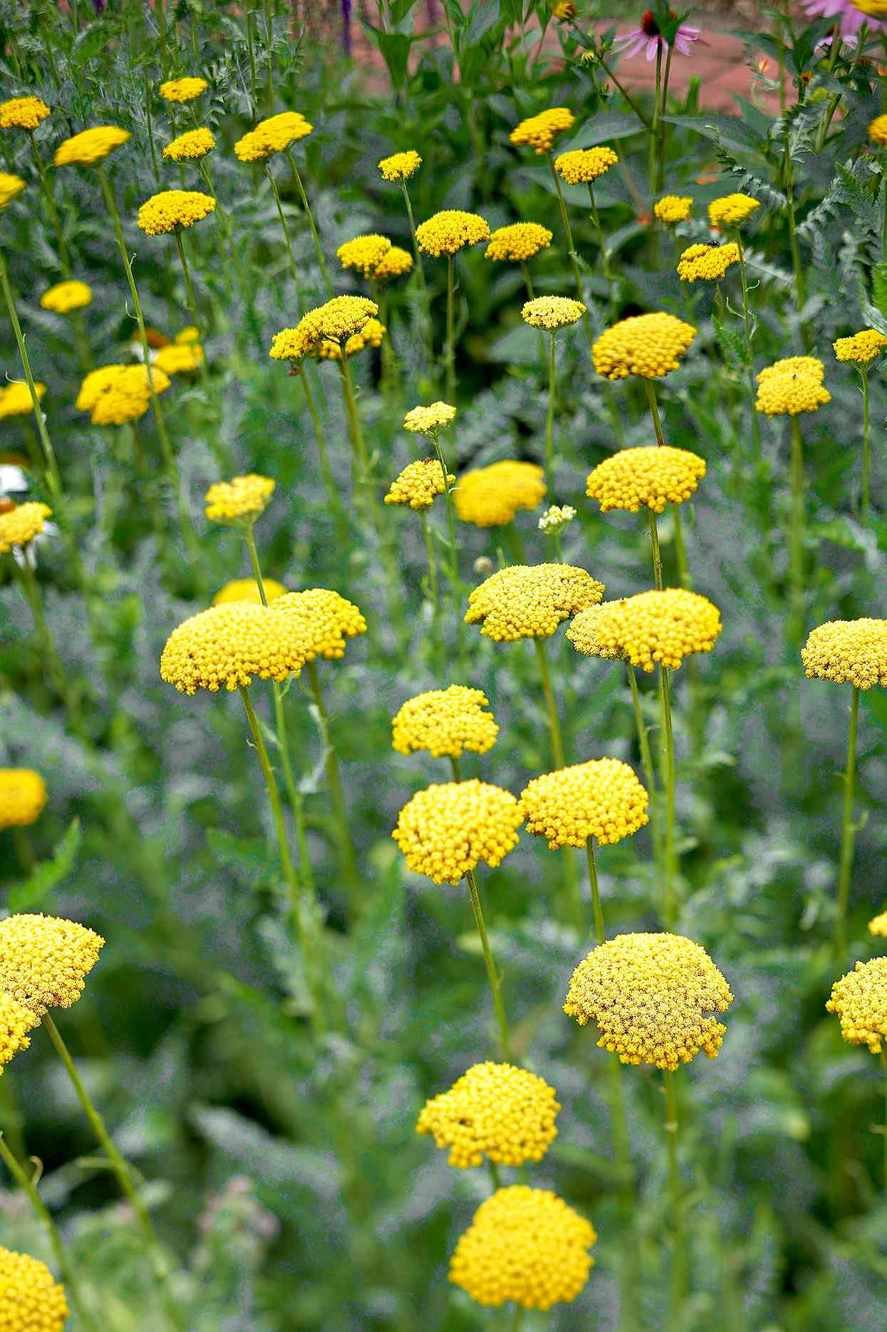 yellow yarrow perennial clusters 08d66d4e