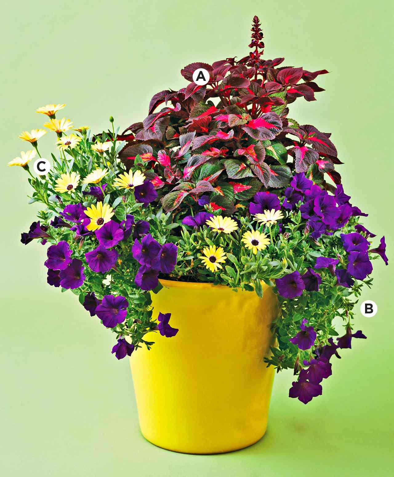 Gallery Recipes for Beautiful Container Gardens   Better Homes & Gardens is free HD wallpaper.