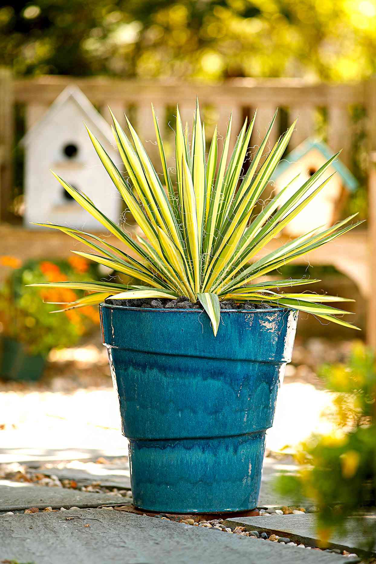 Deer  and Rabbit Resistant Plants for Containers   Better Homes ...