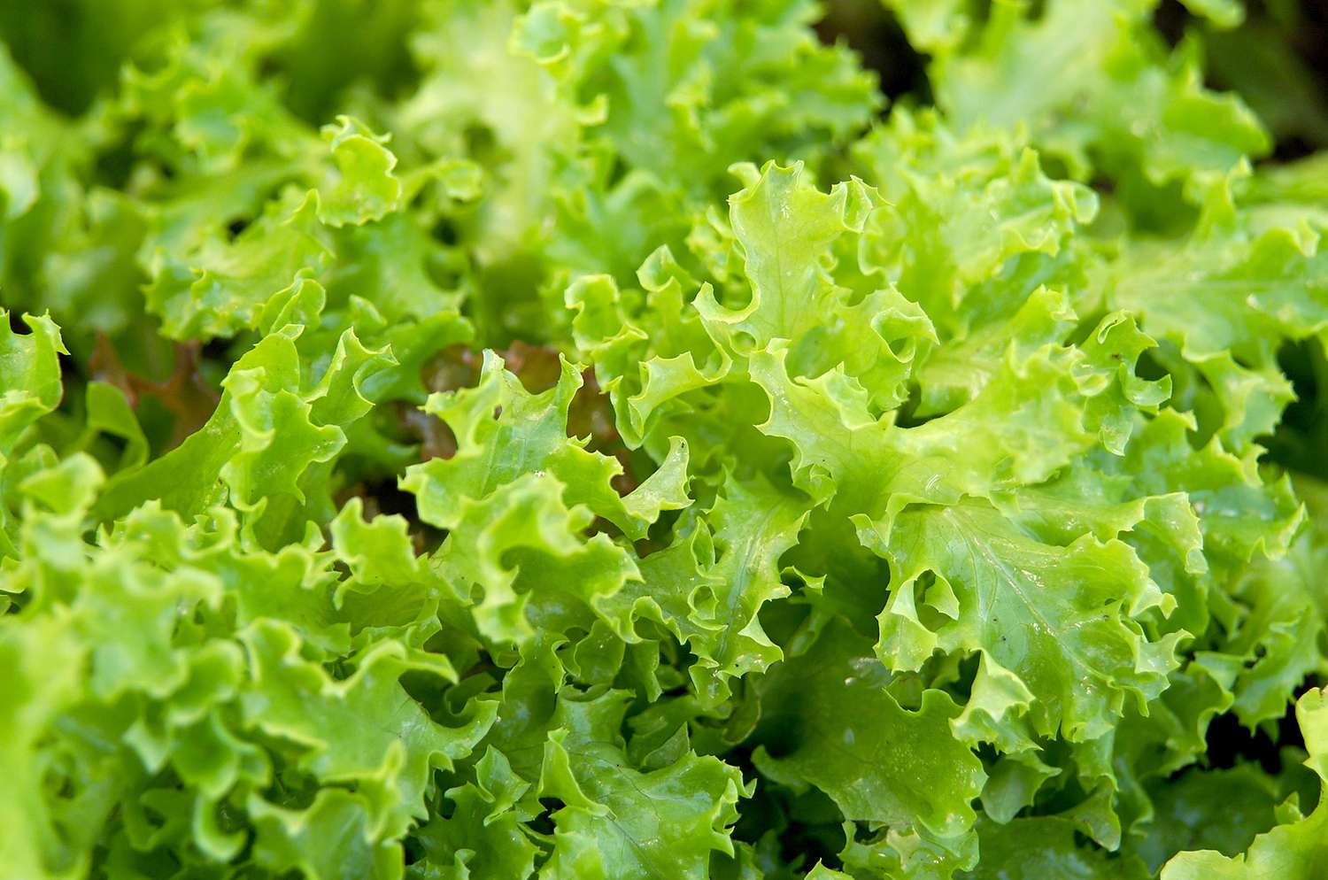 Lettuce | Better Homes &amp; Gardens