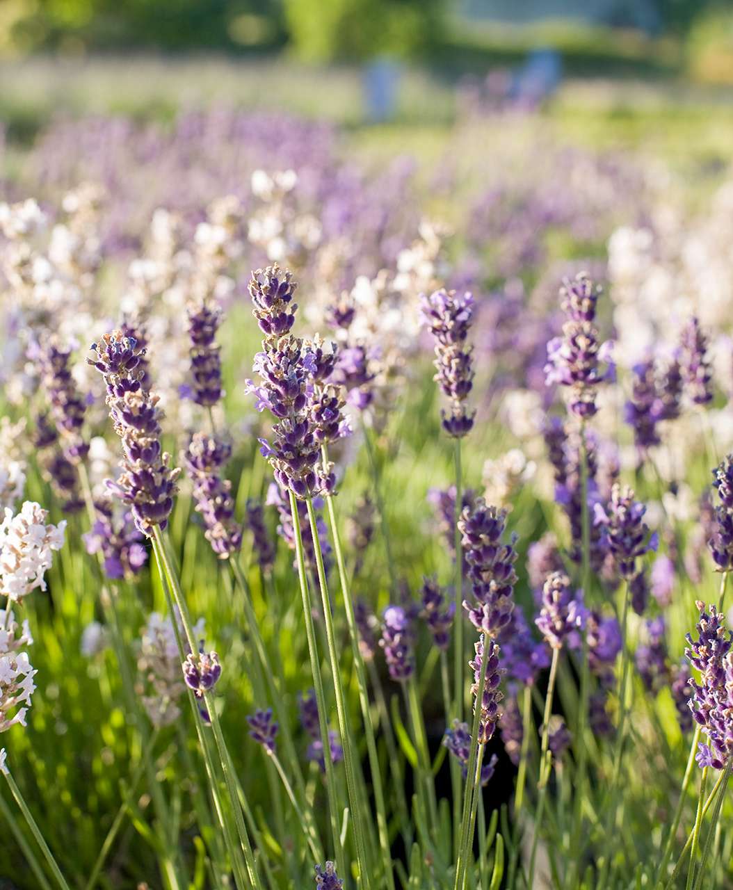 Best Lavender Varieties For Filling Your Garden With Color And Fragrance Better Homes Gardens