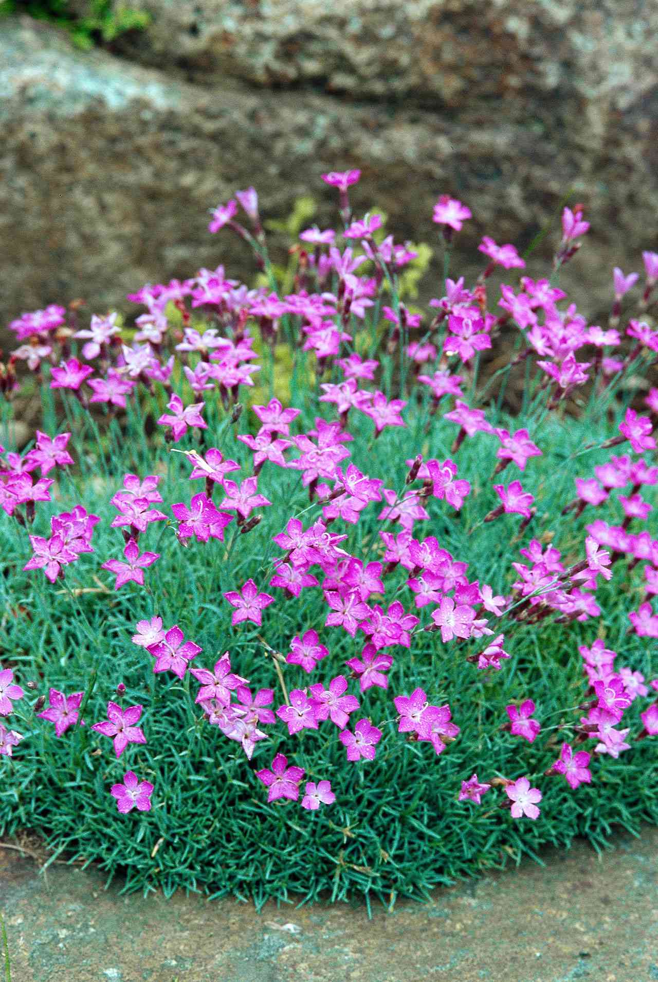 Drought Tolerant Groundcovers Better, Ground Cover For Rocky Slope