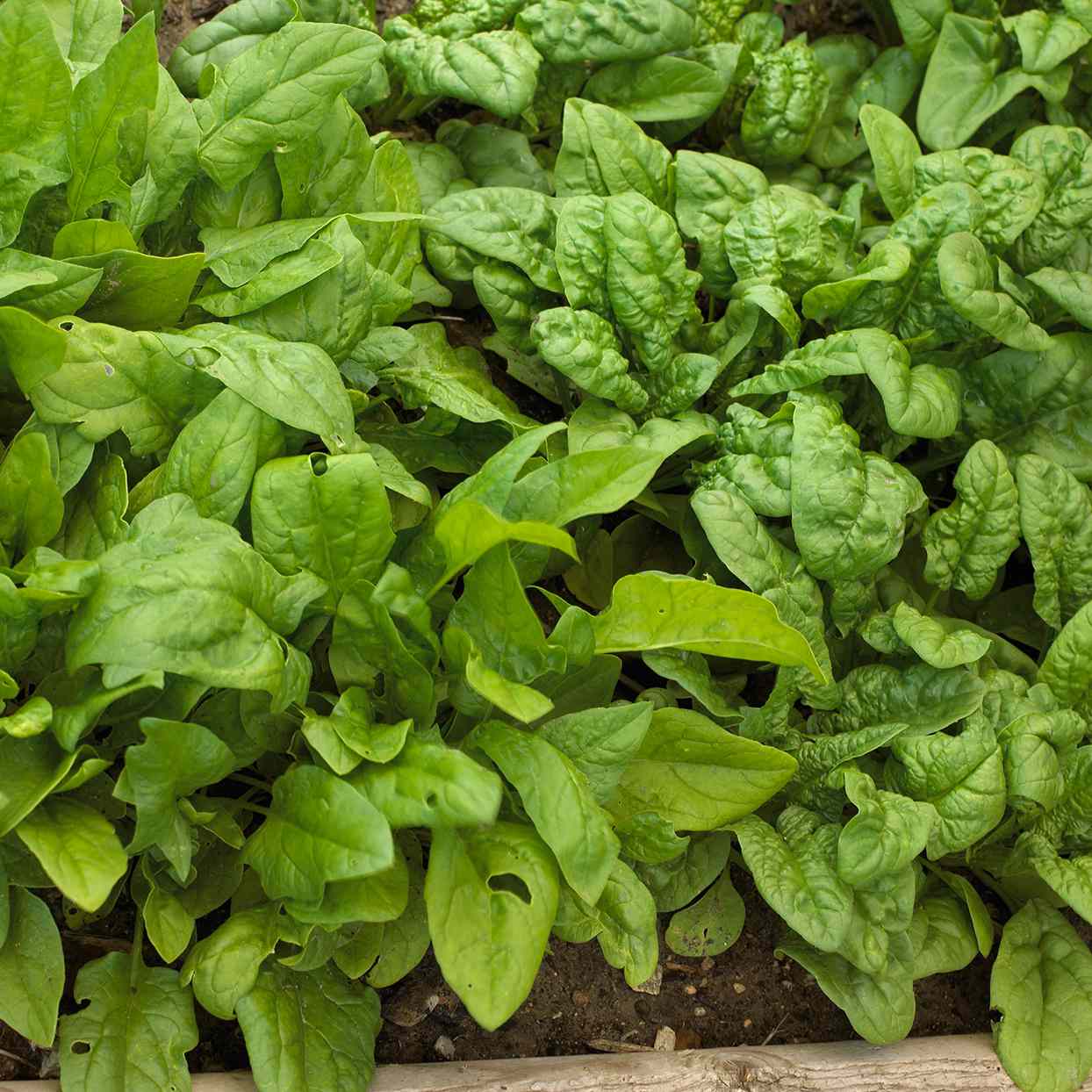 spinach 100 seeds Spinacia oleracea spinage patio garden Vegetable seed 