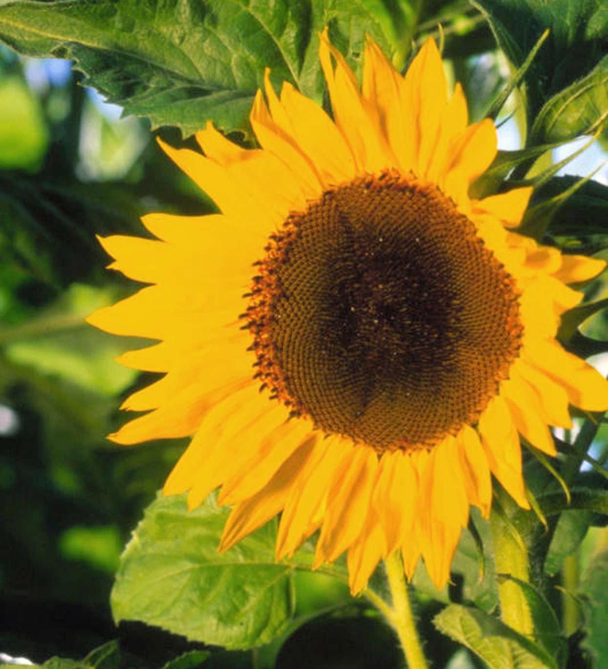 are sunflower plants poisonous to dogs