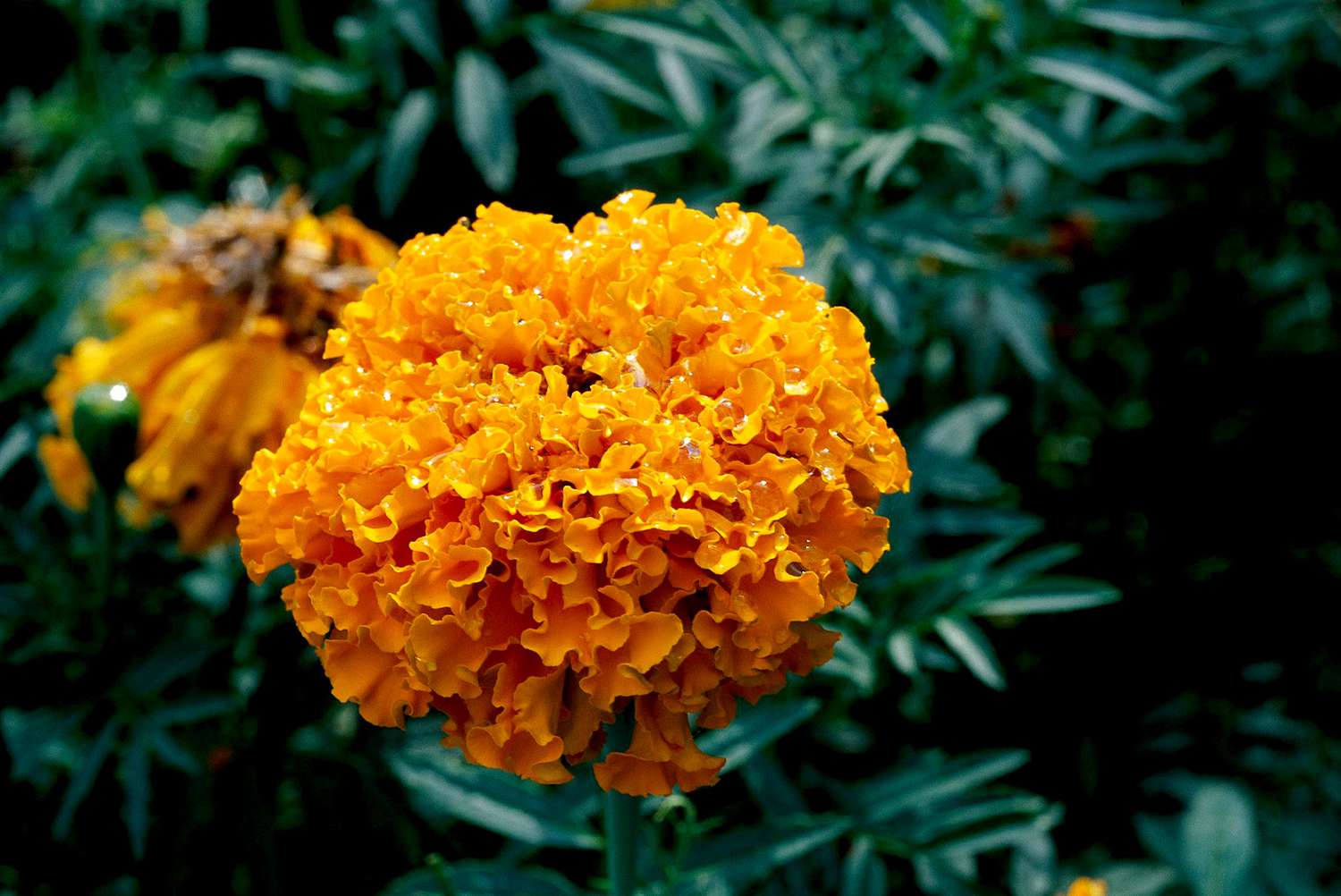 Marigold mature width