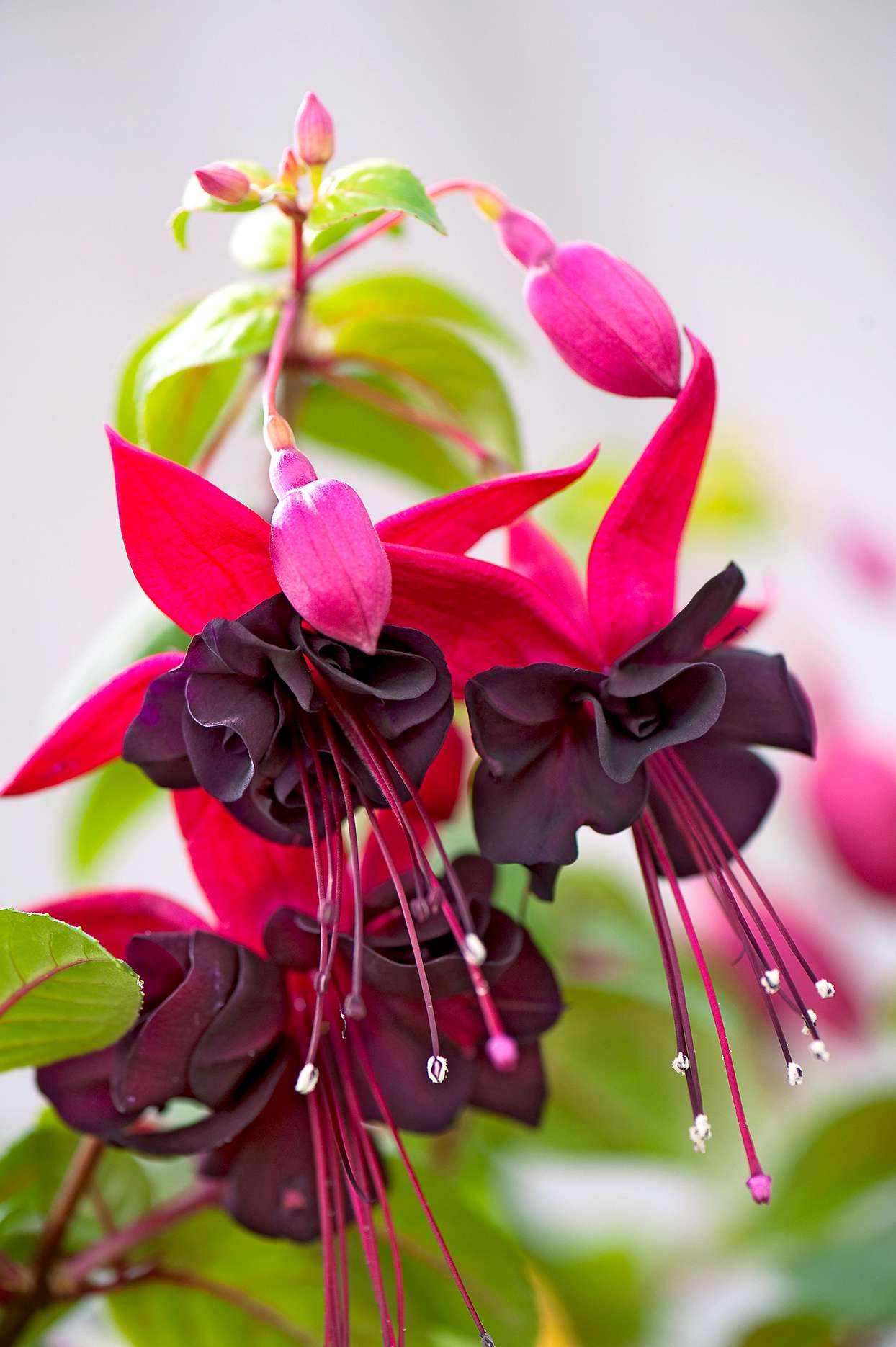 Purple Double Petals Fuchsia Seeds Hanging Fuchsia Flowers 50 Particles Bag