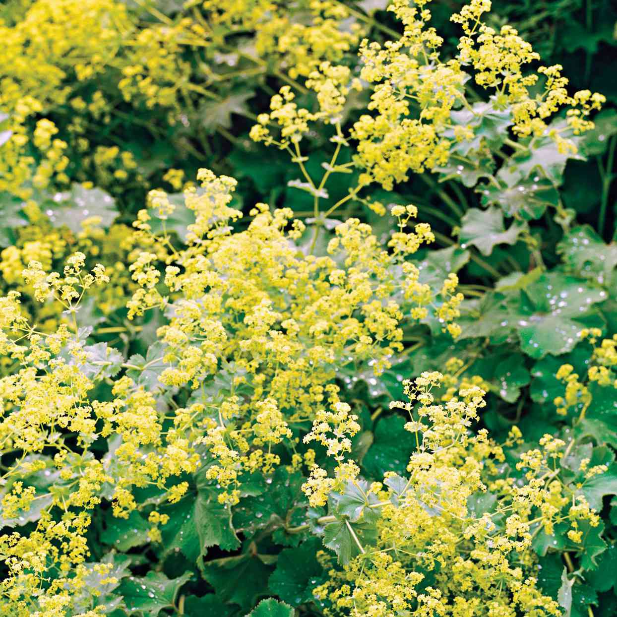 Lady's Mantle   Better Homes & Gardens