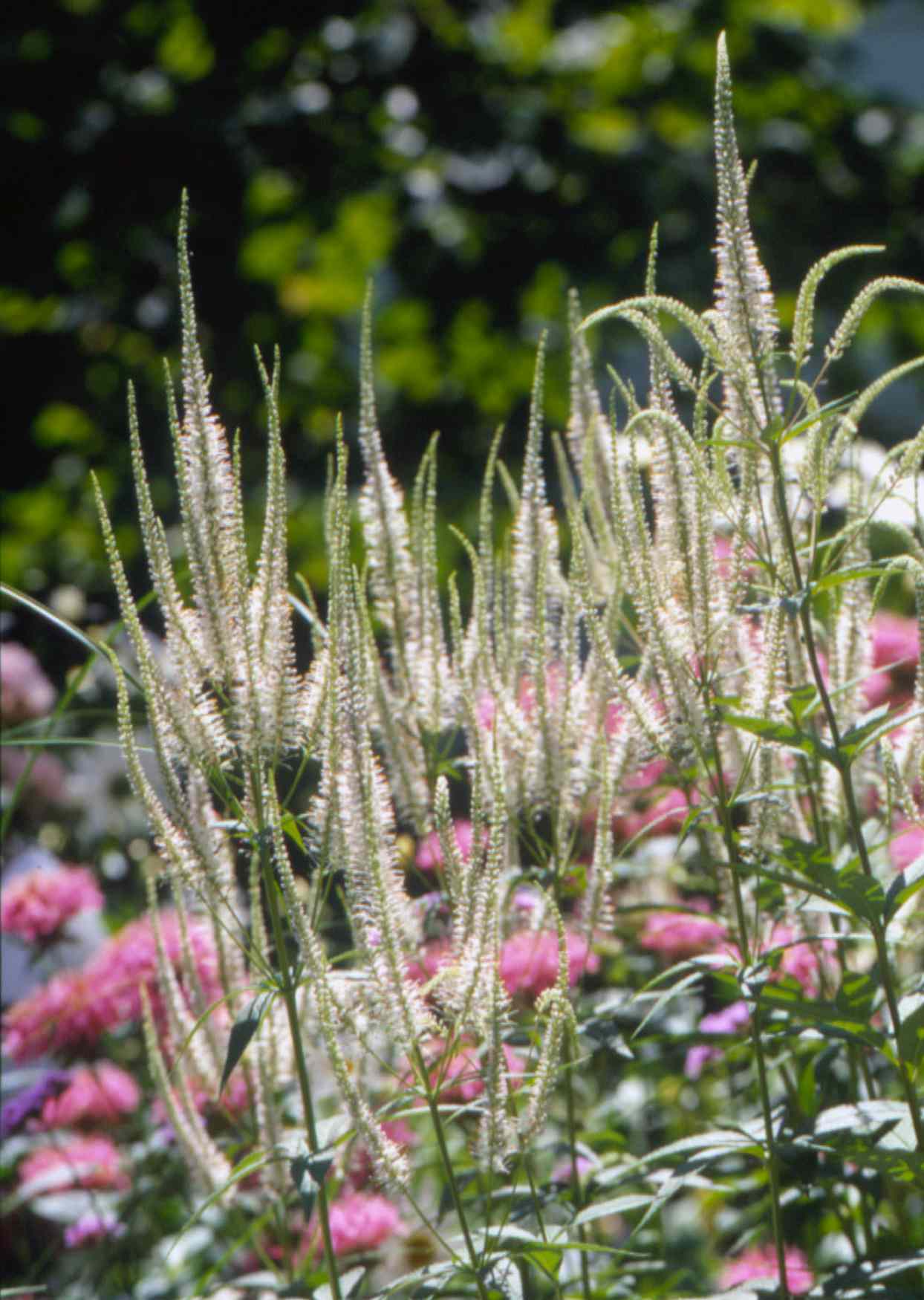 20 Top Native Plants of the Northeast   Better Homes & Gardens