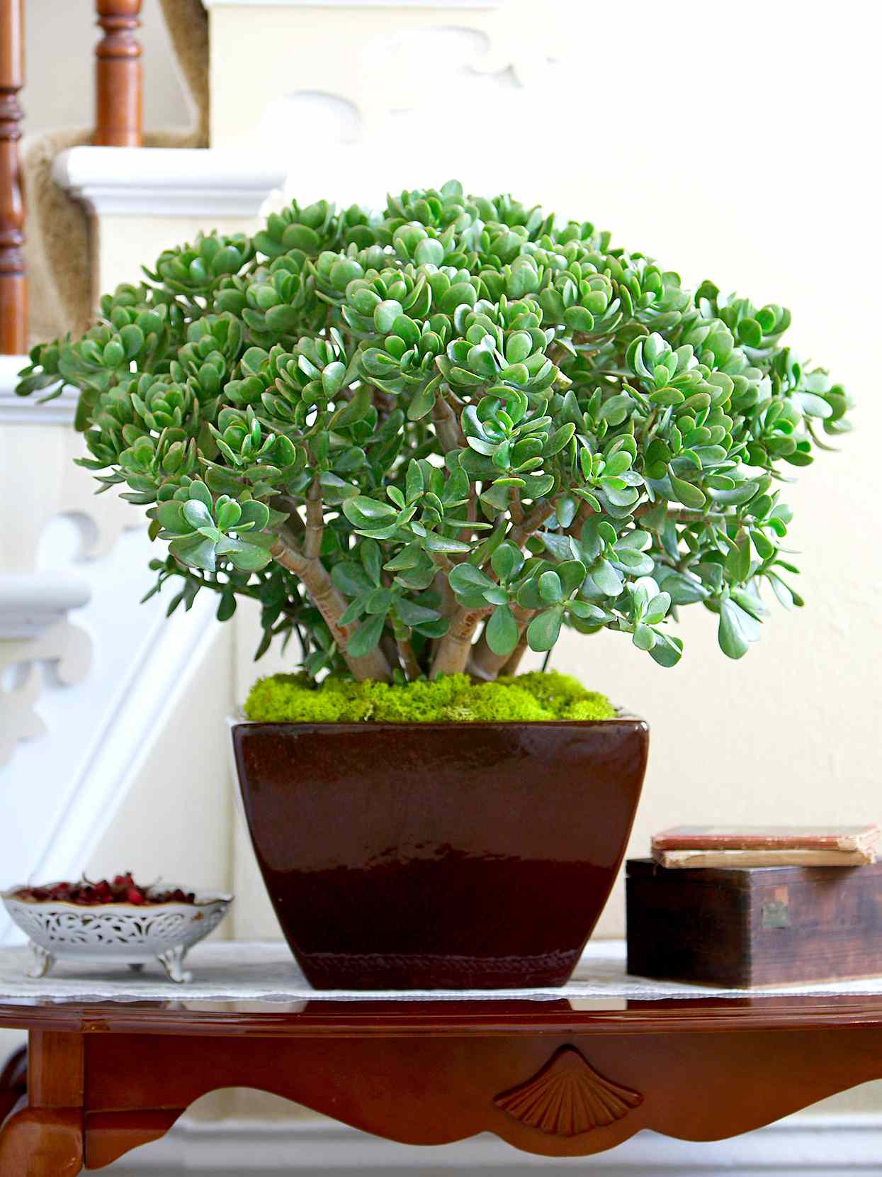 Indoor jade plant potting