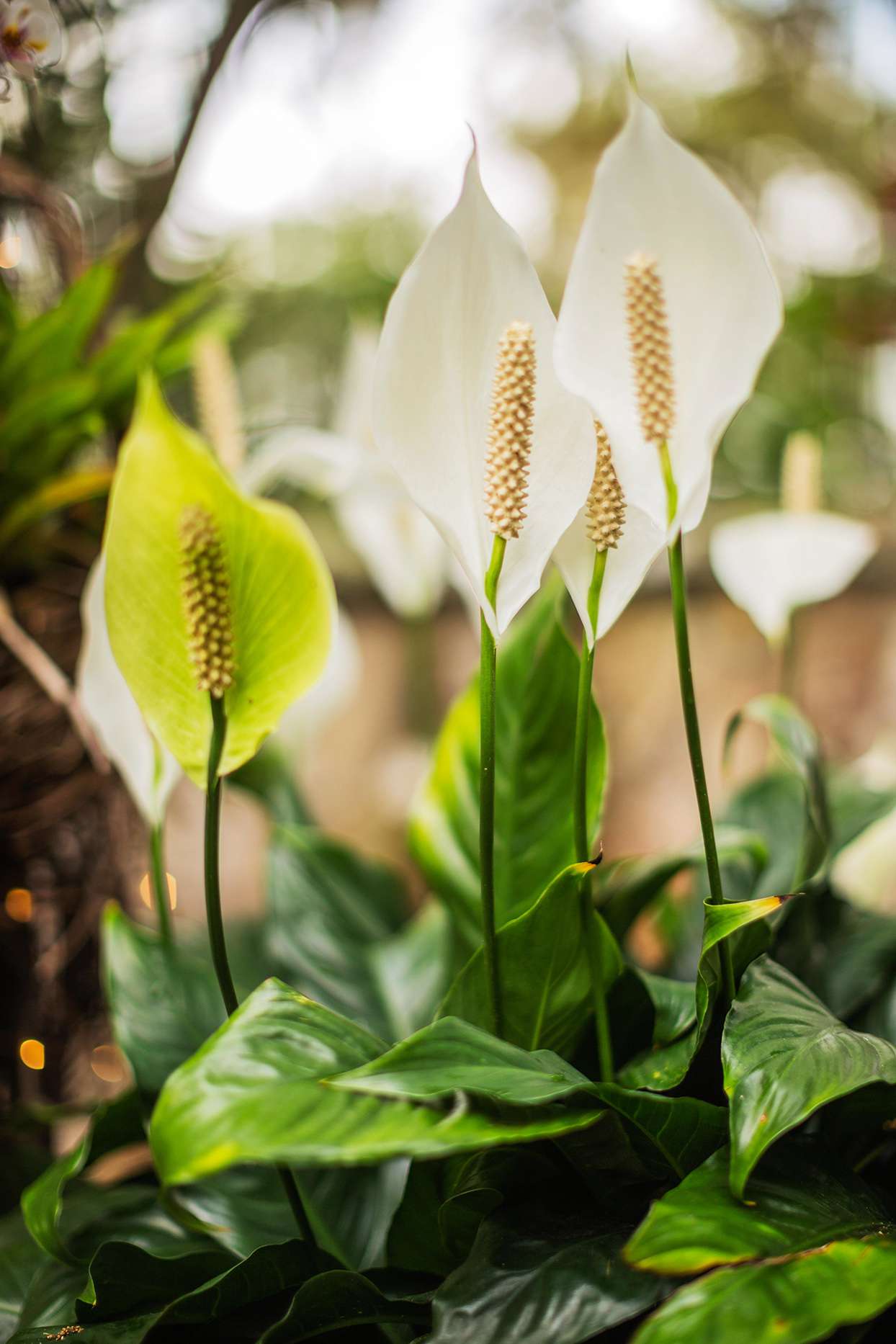 Peace Lily Better Homes Gardens