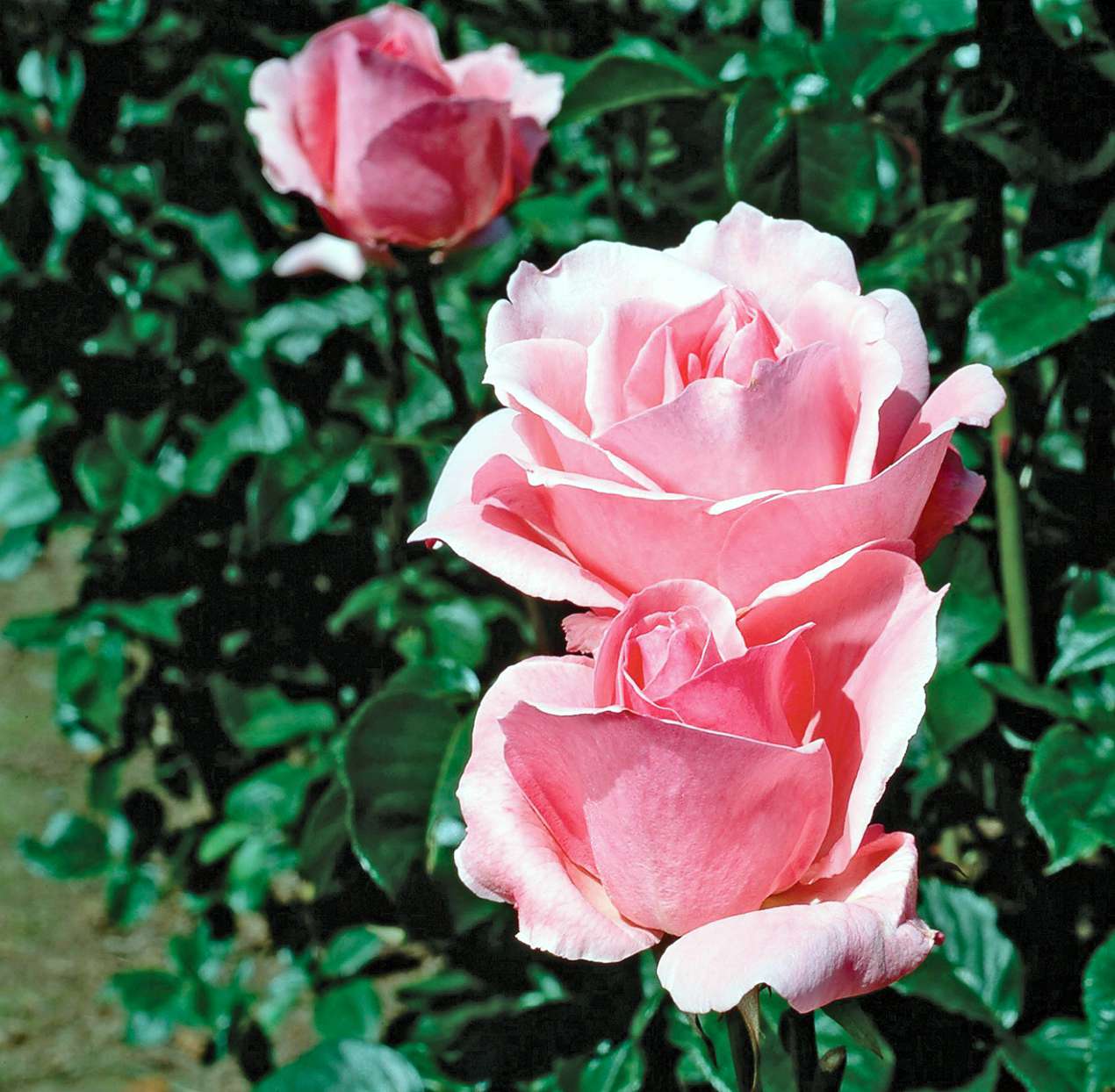 Grandiflora Rose Better Homes Gardens