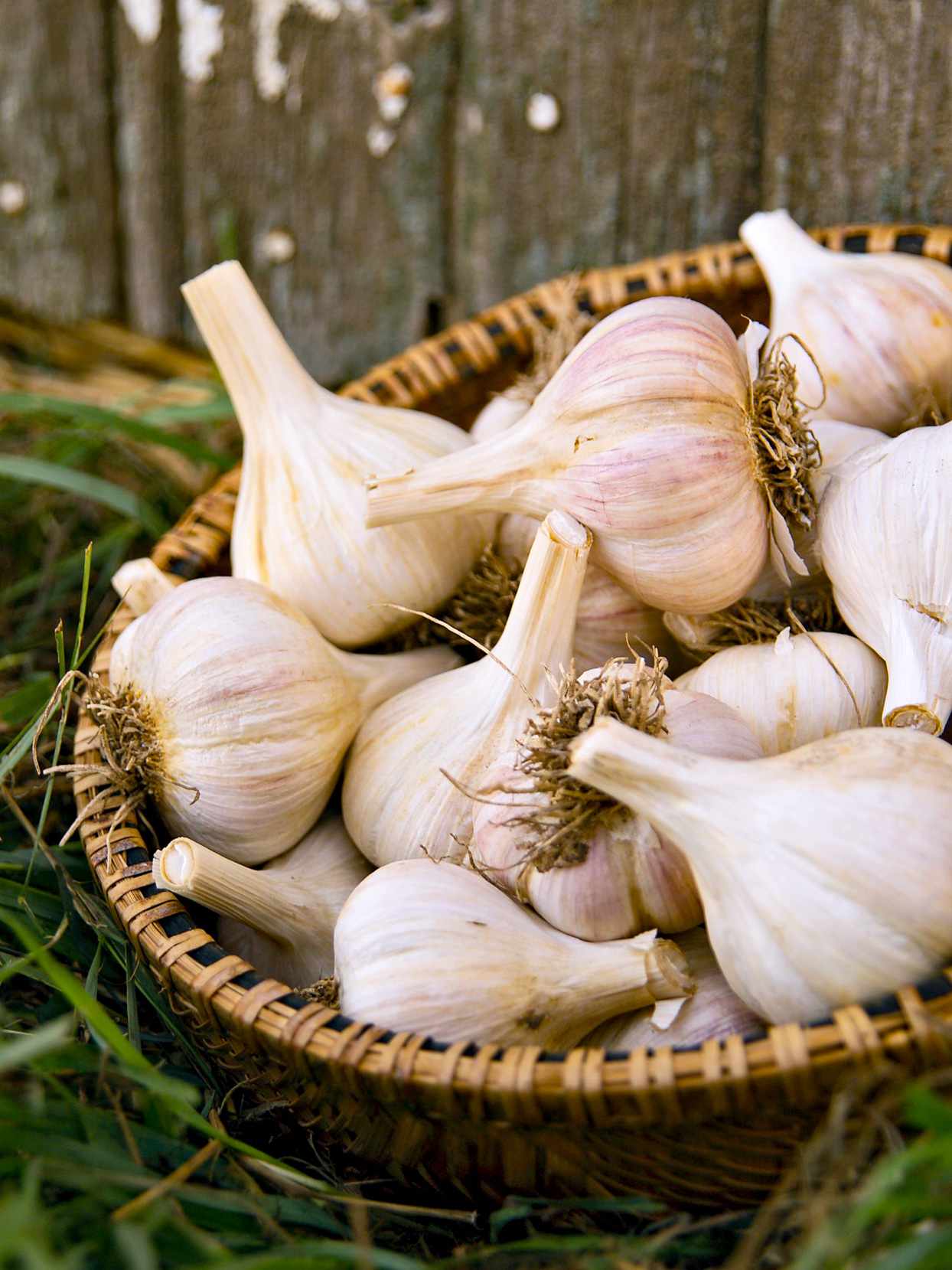 Garlic | Better Homes & Gardens