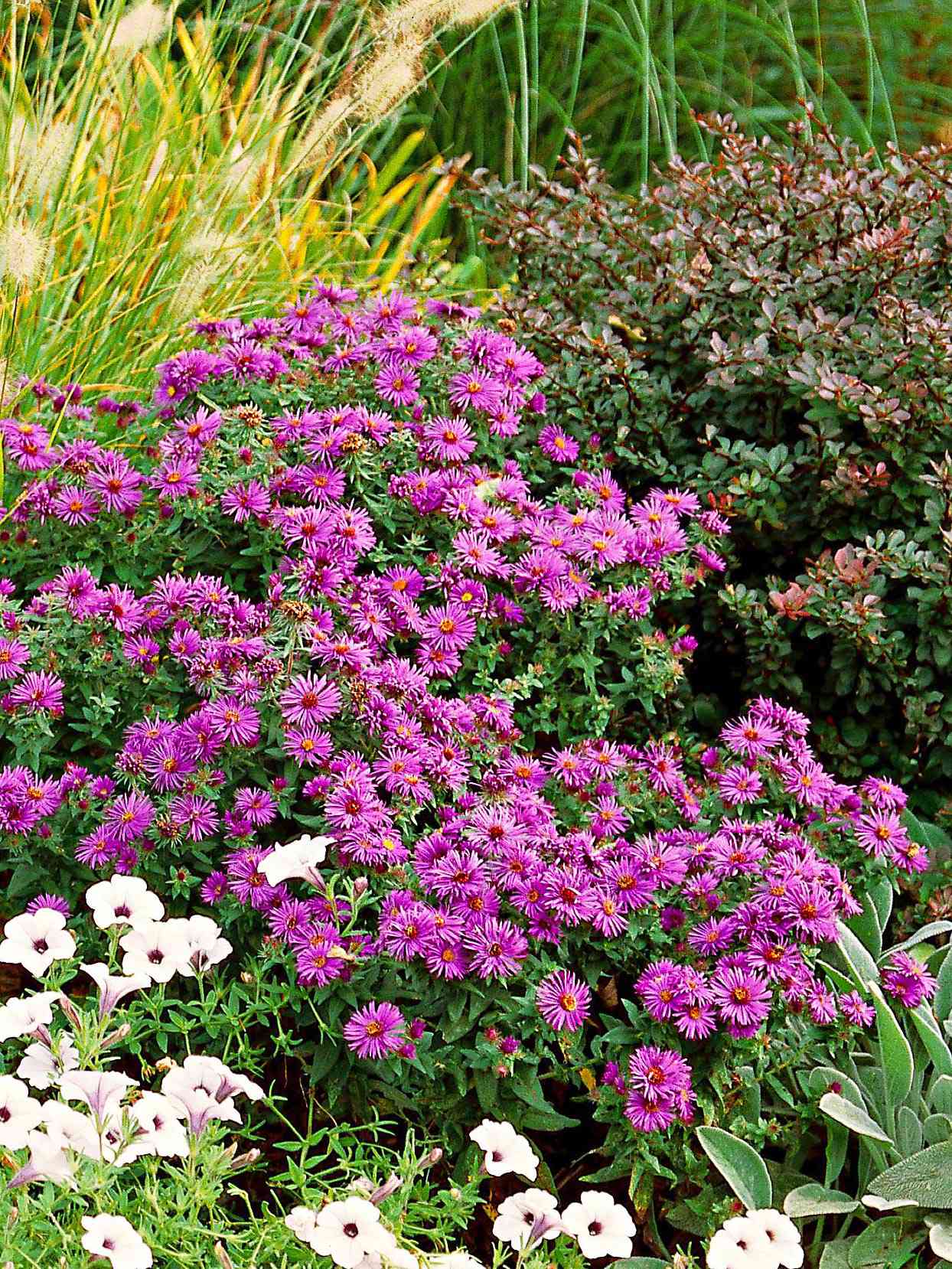 20 Long Living Perennials That Will Last for Decades in Your ...