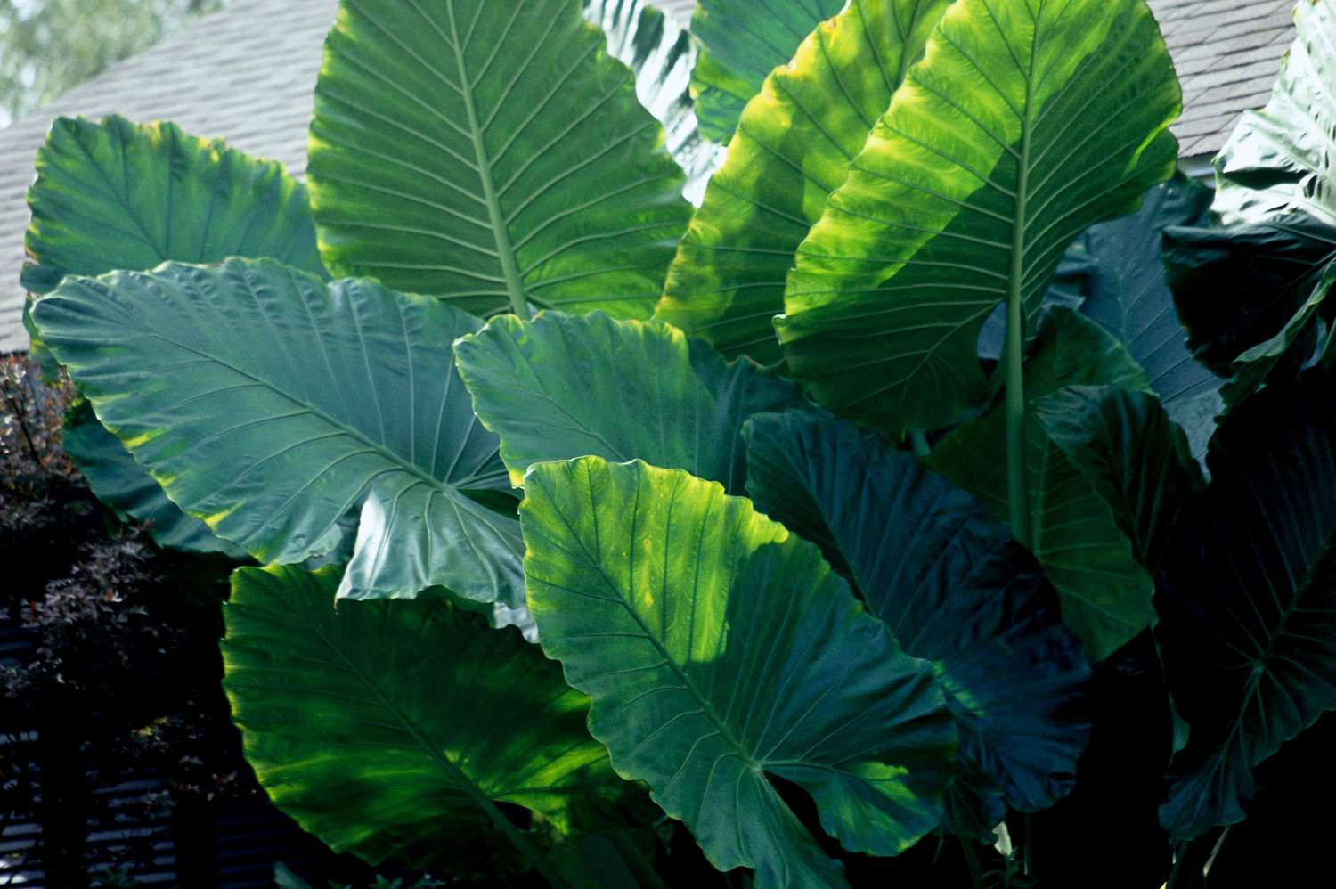 Elephant Ears Tubers,The Leaves are Big and Easy to Plant,Potted Plants,Decoration-4 Tubers 