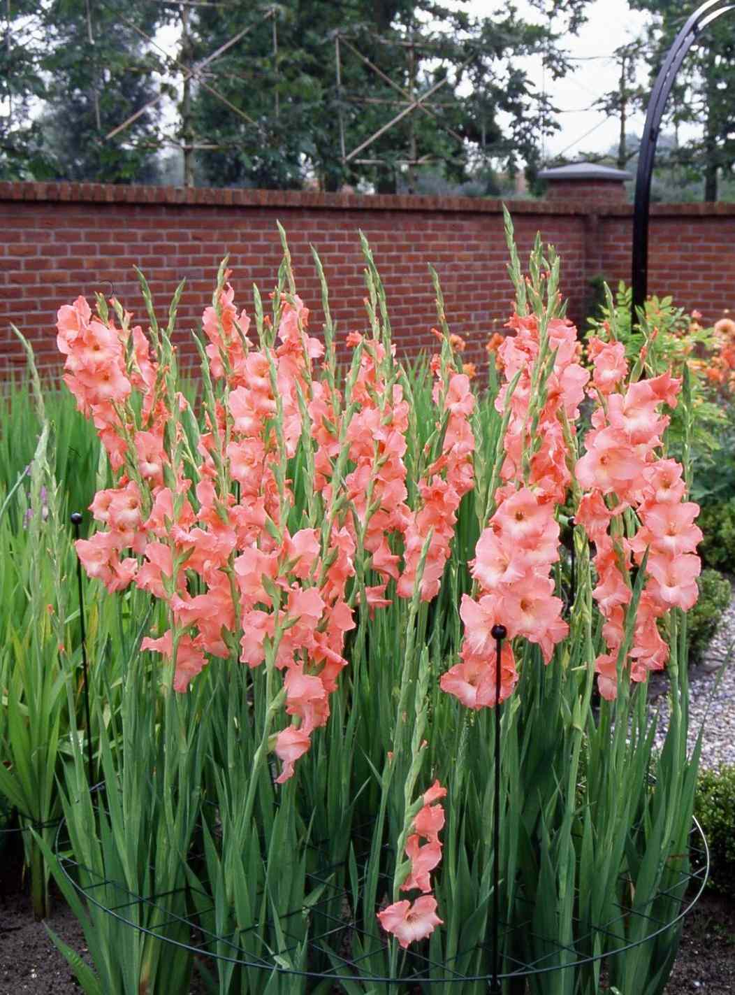 Gladiolus Bulbs Bonsai Plant Easy to Grow for Garden Flowers Bouquet Decor DIY 