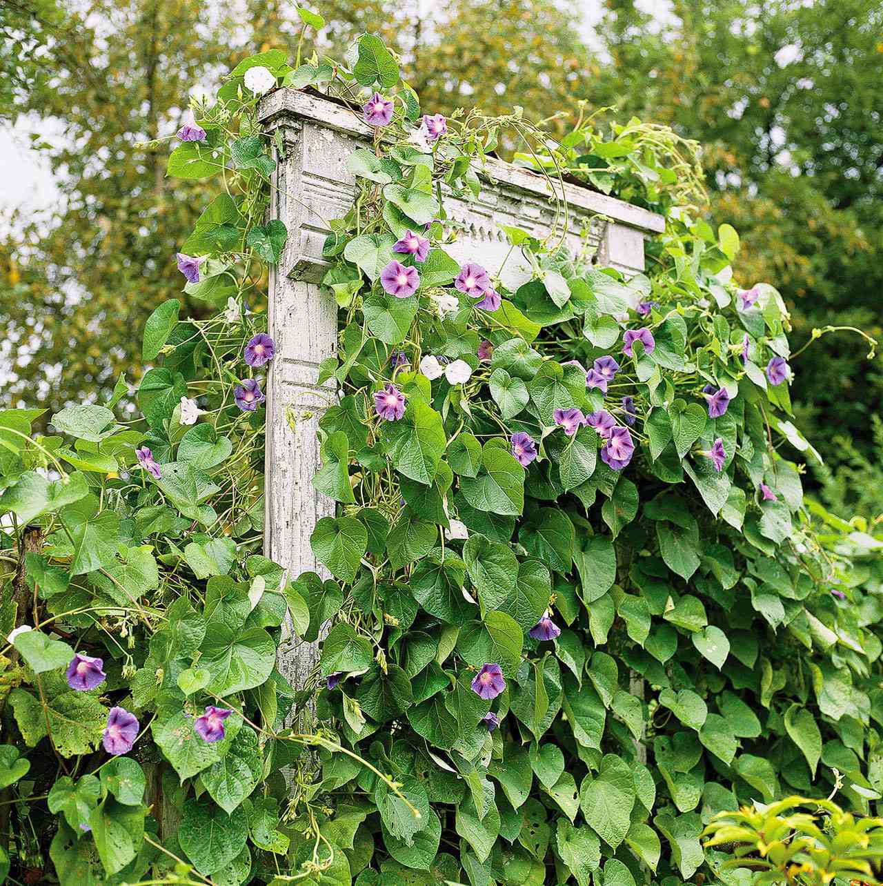Vine Support Ideas To Take Your Garden To The Next Level Better Homes Gardens - Money Plant Support Ideas