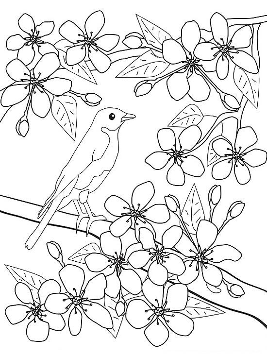 printable spring coloring pages  parents