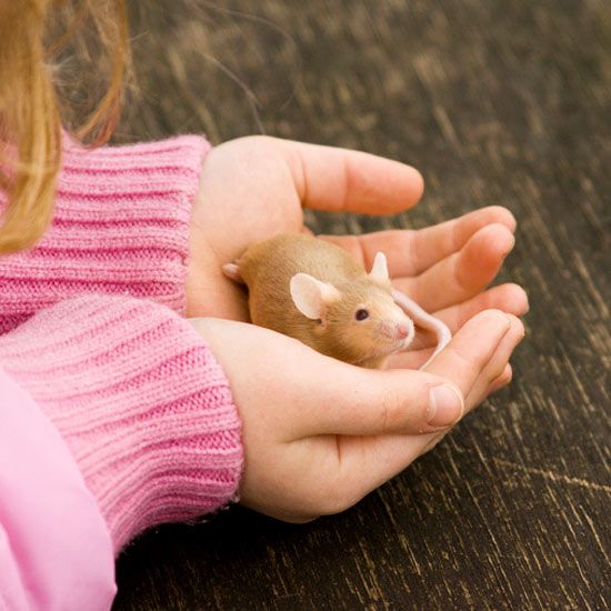good small pets for kids