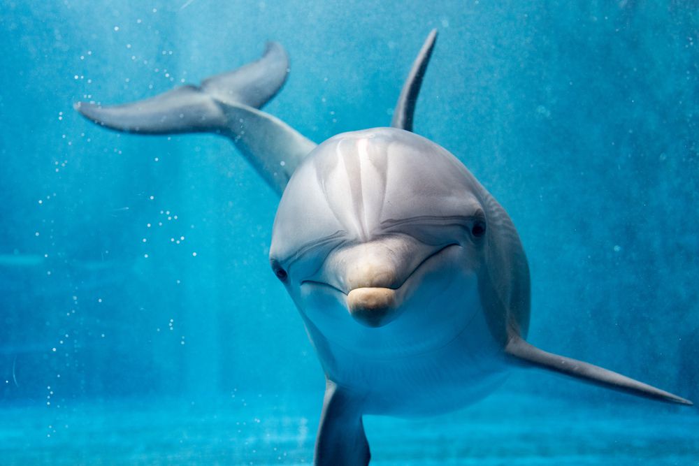 baby How dolphin spank