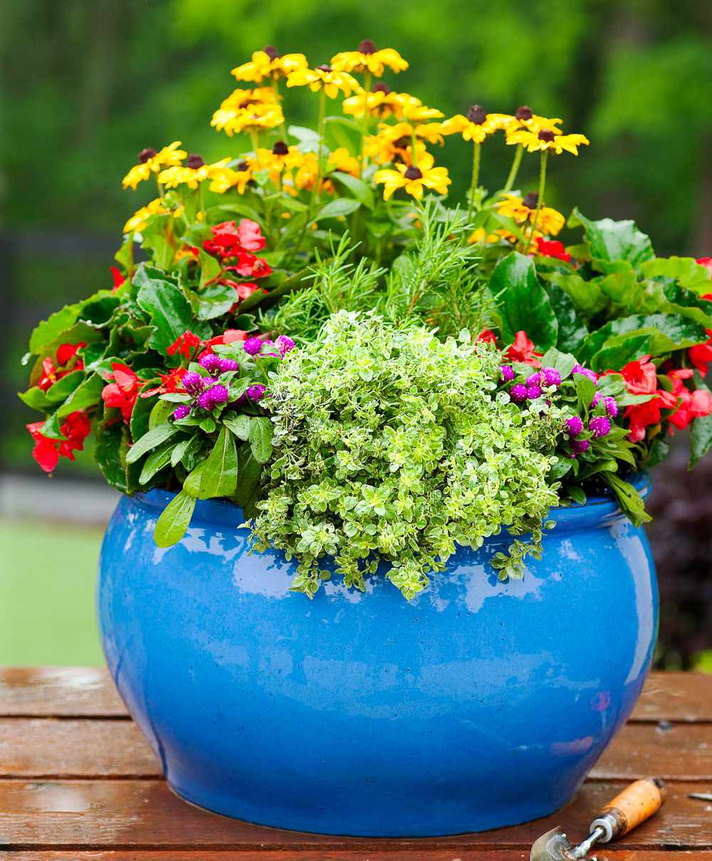 How to Plant a Cottage Garden in a Pot | Midwest Liʋing