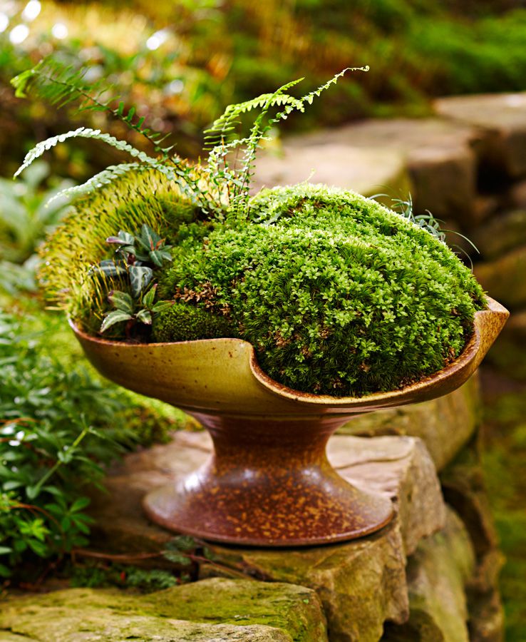 Indoor planter with moss