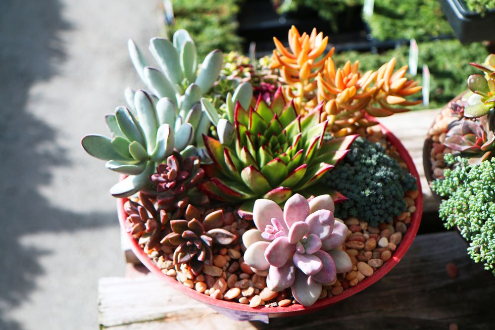 How To Make Succulent Container Gardens, Potted Succulent Garden