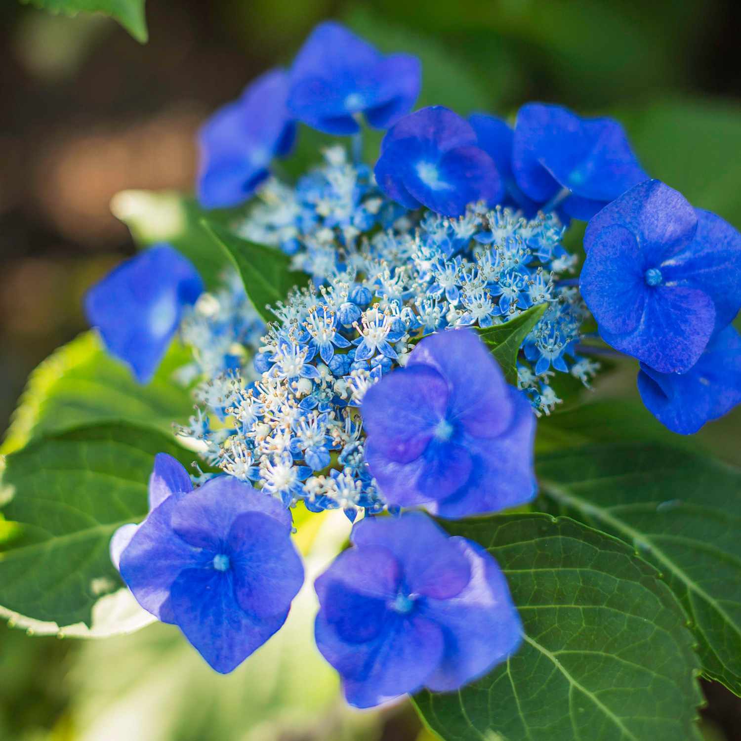 Image of Blue Cassel Hydrangea in a garden setting, with other flowers and plants