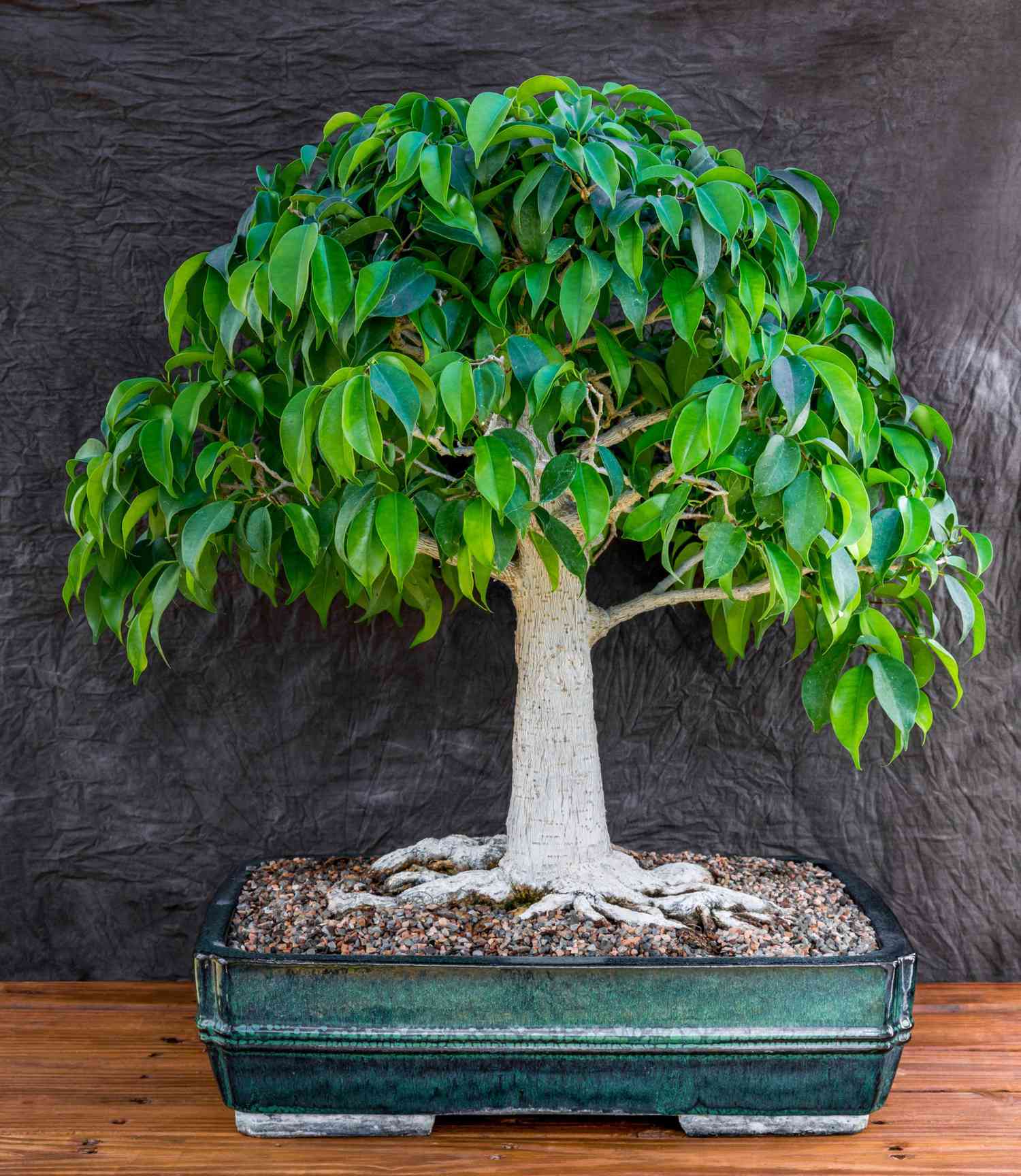 20 Bonsai Trees You Can Grow at Home   Midwest Living