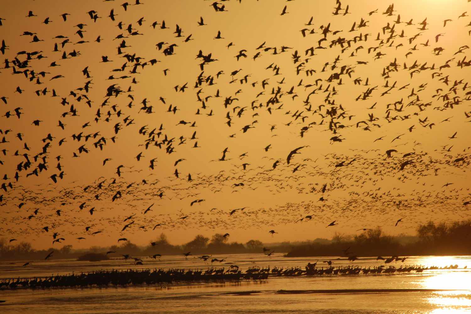 Where to Watch the Magical Migration of Birds and Insects Across the  Midwest | Midwest Living
