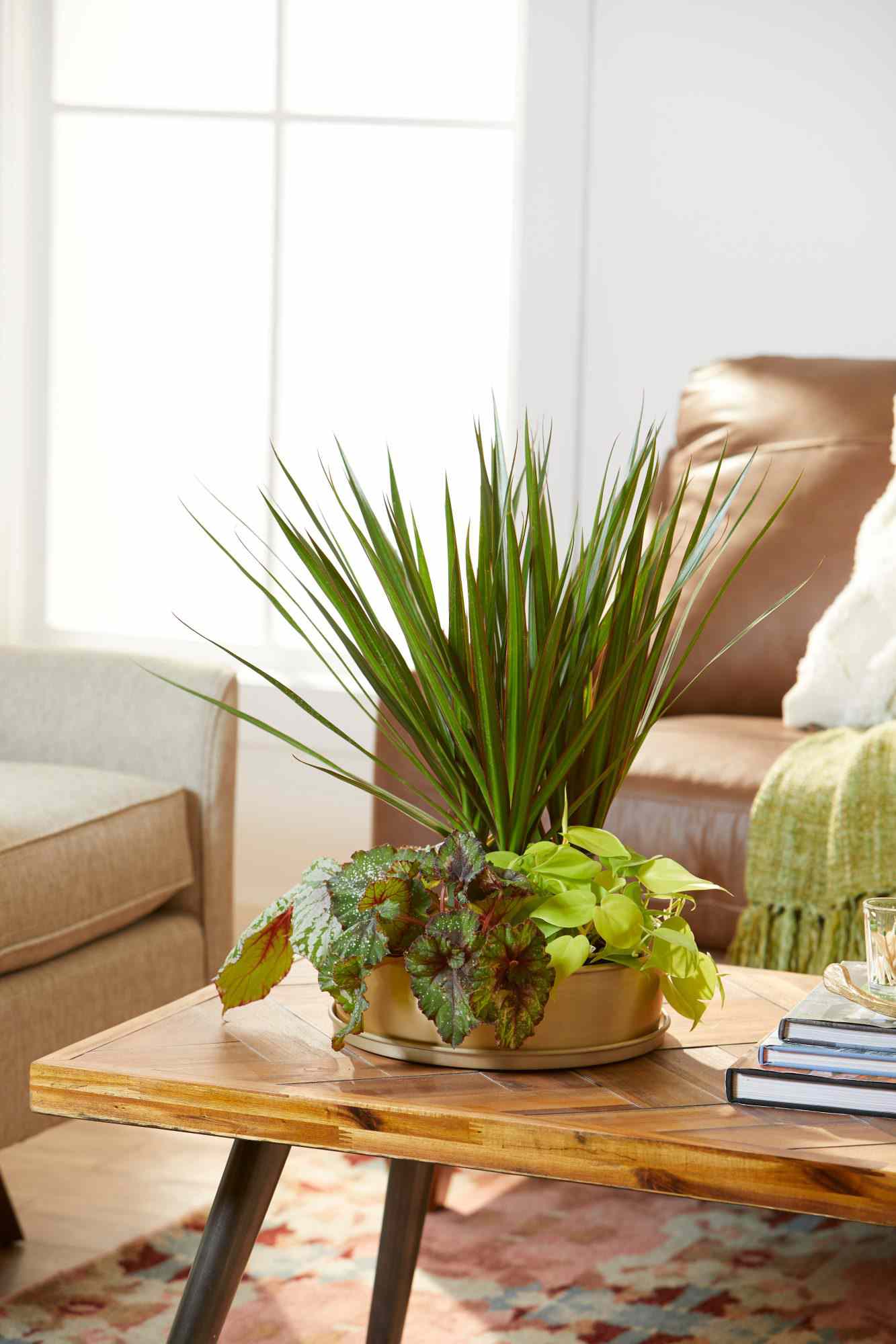 15 Best Living Room Plants — Living Room Indoor Plants for 2023