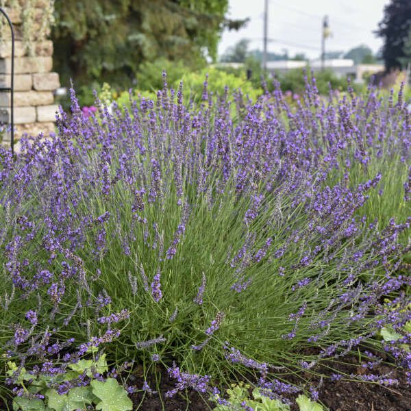 Image of Lavender fragrant shrubs