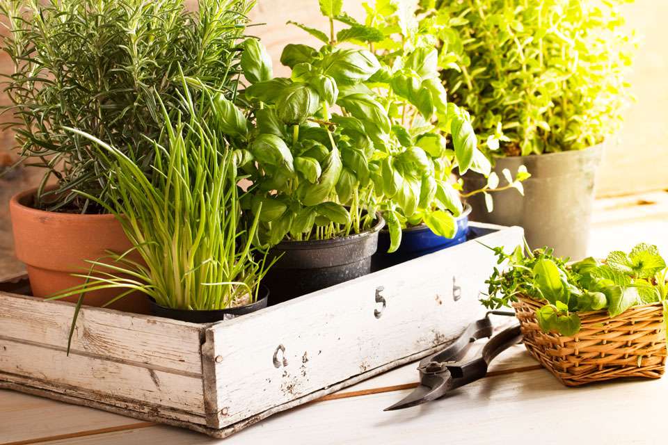 How To Plant An Indoor Herb Garden, Diy Indoor Herb Garden With Grow Light