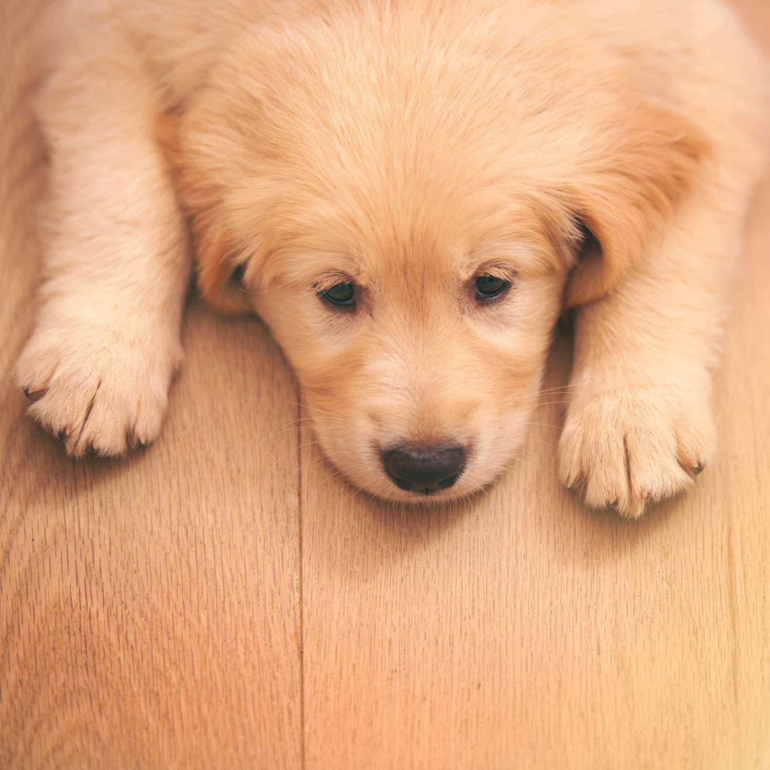 6 Signs Your Dog Is Stressed or Sad 