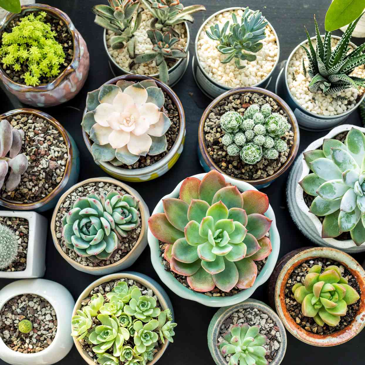 10 Easy House Plants That Thrive in the Winter | EatingWell