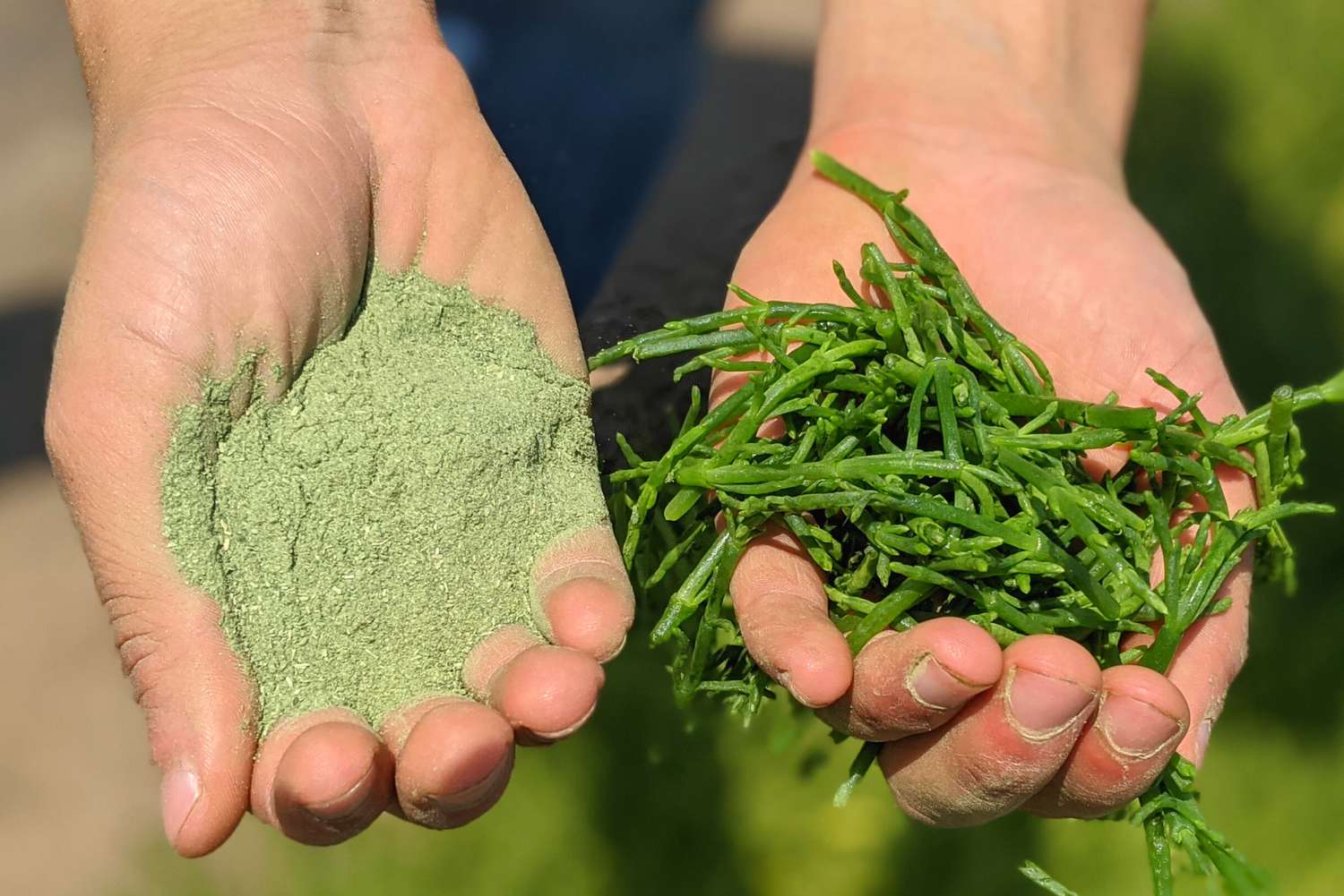 What is Green Salt? | EatingWell