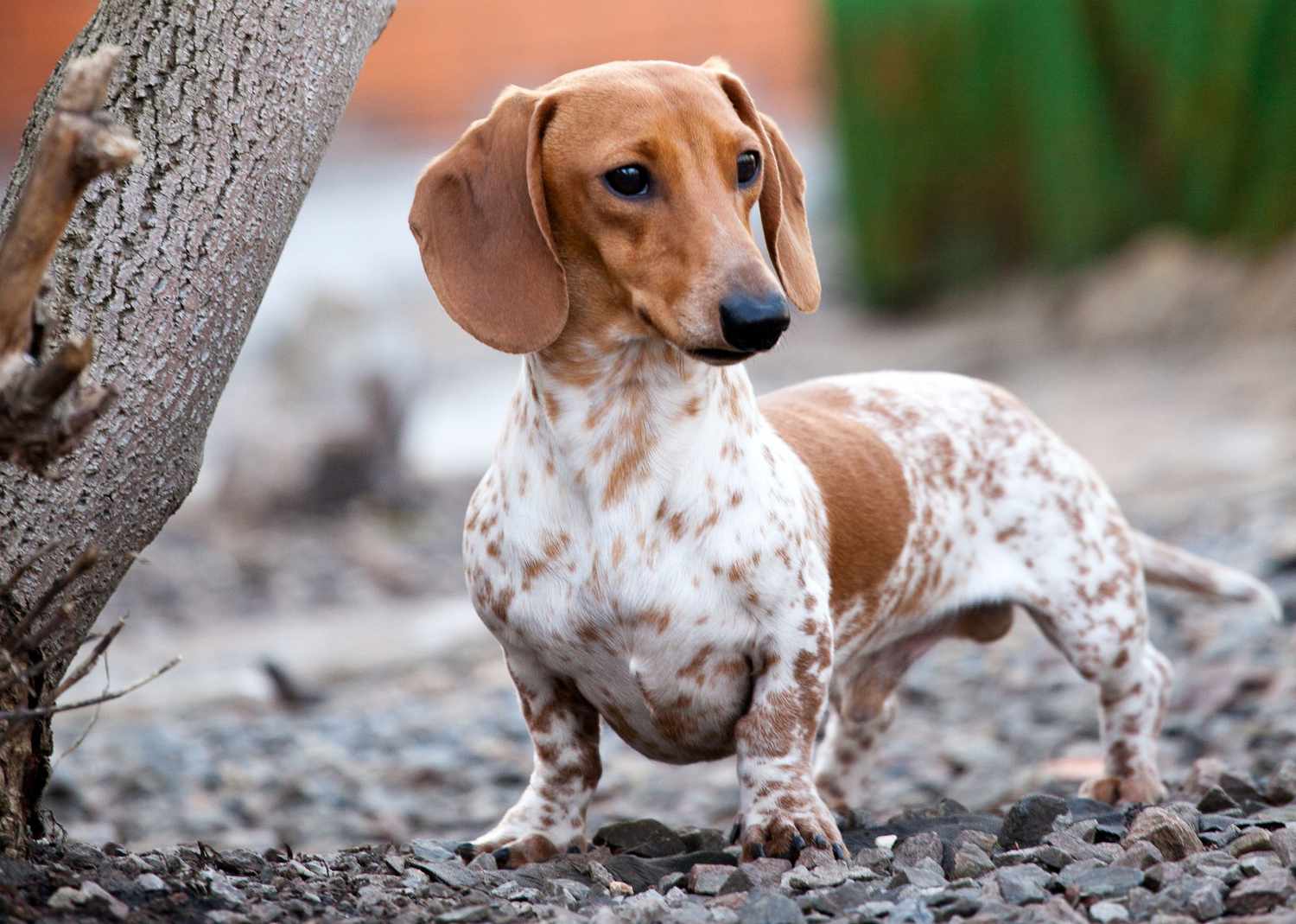 150 Fun German Dog Names For Your New Pup Daily Paws