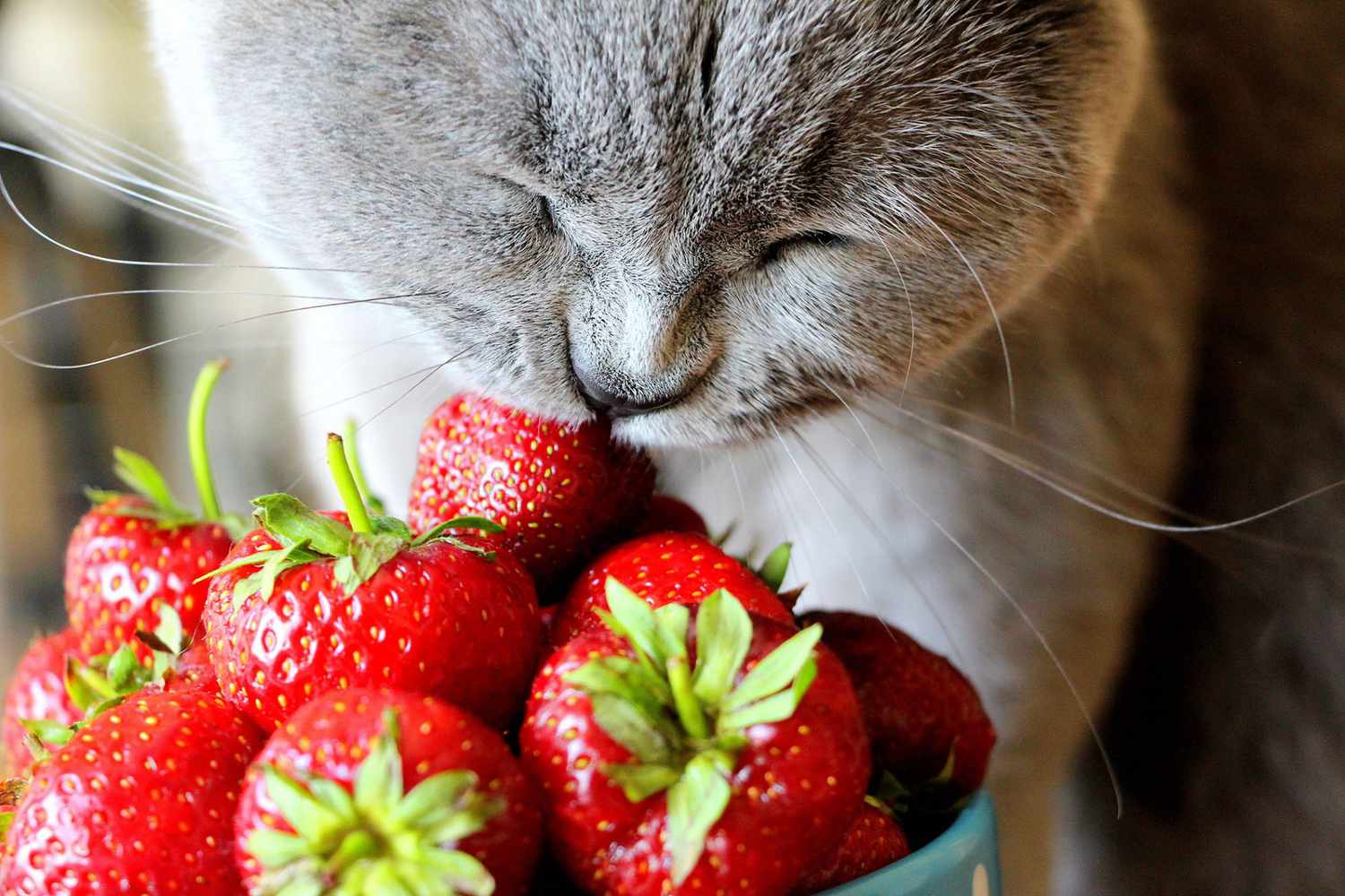Can Cats Eat Strawberries Do They Like Or Hate Them Will It Kill