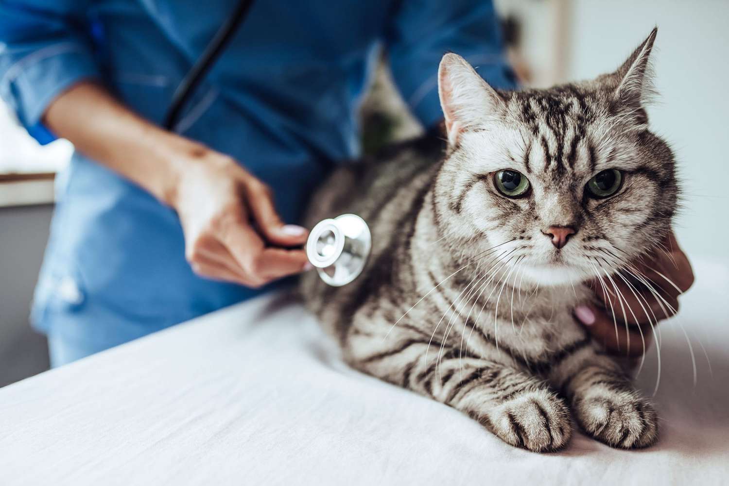 Feline Pancreatitis May Be Chronic Catwatch Newsletter