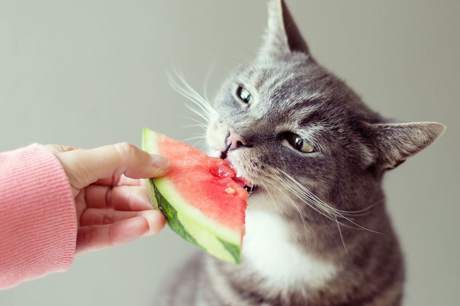 Can Cats Eat Watermelon? The Truth About Felines & This Favorite Fruit |  Daily Paws