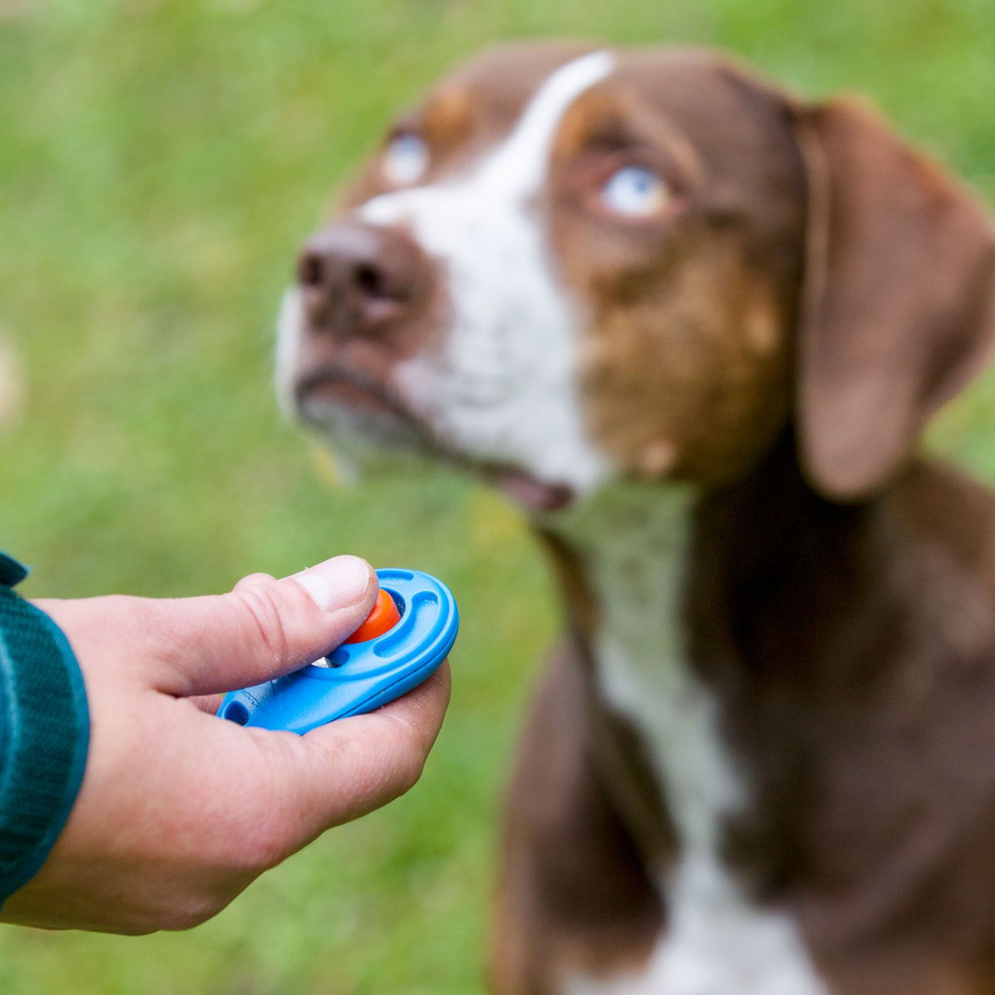 canine clicker training online -