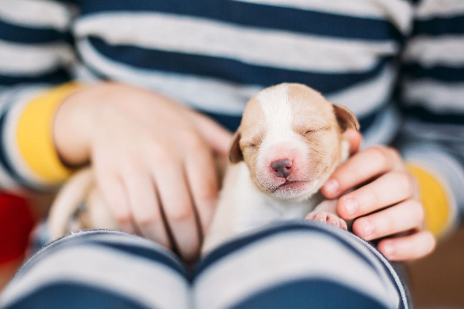 How Long Do Newborn Puppies Drink Milk - Puppy And Pets