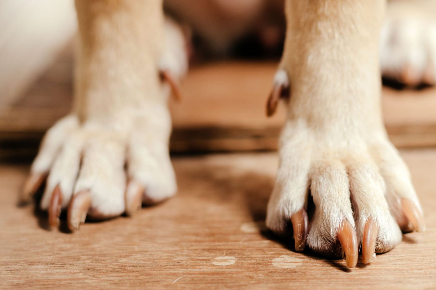 How To Stop a Dog's Nail From Bleeding | Daily Paws