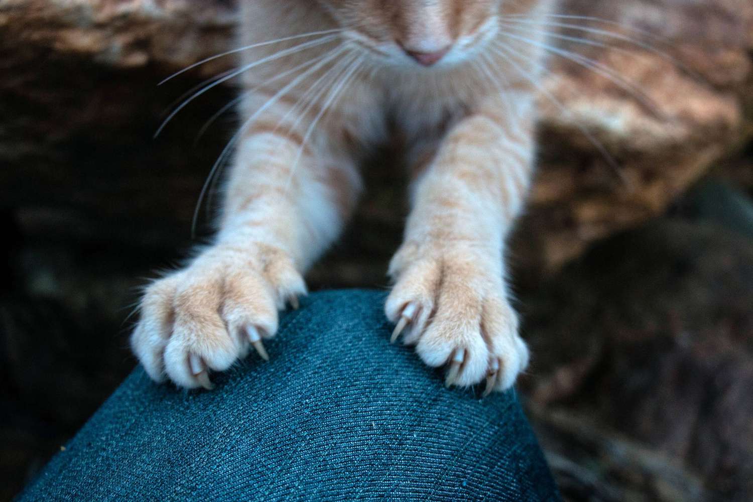 Cat Paws Vs Dog Paws: Battle of the Cutest Claws