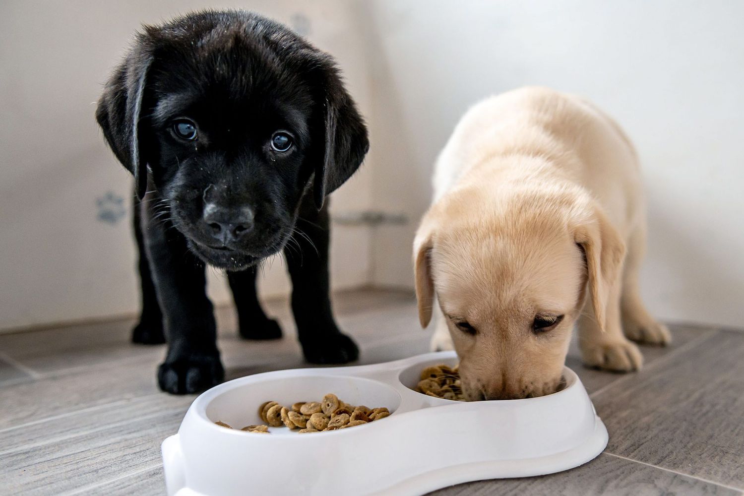 Puppies Eating - Anna Blog