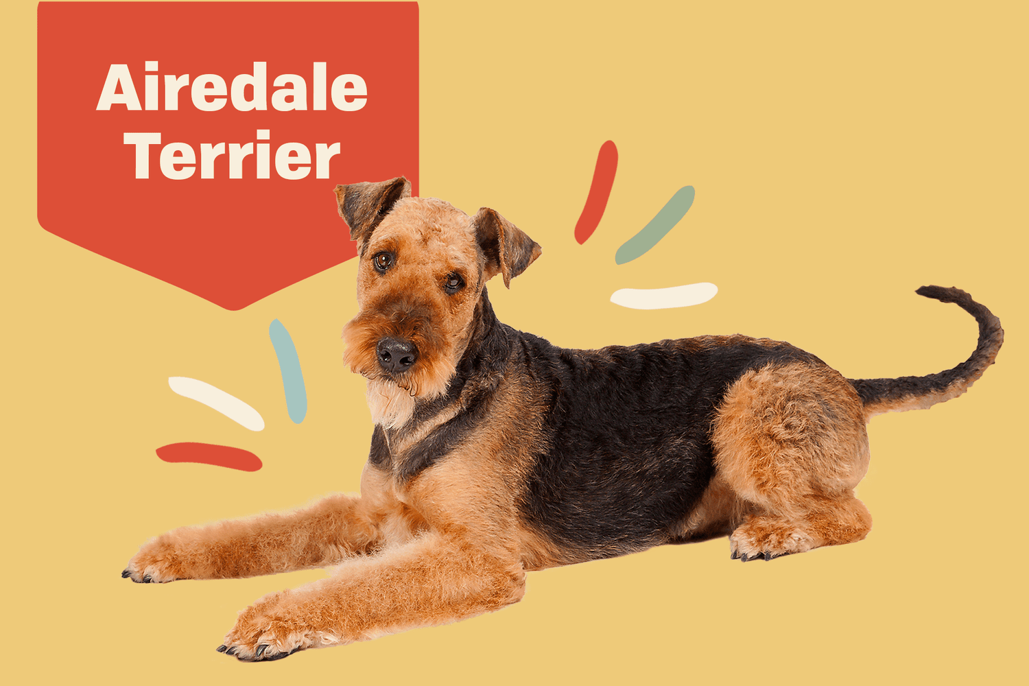 Airedale Terrier Dog Breed Information Characteristics Daily Paws